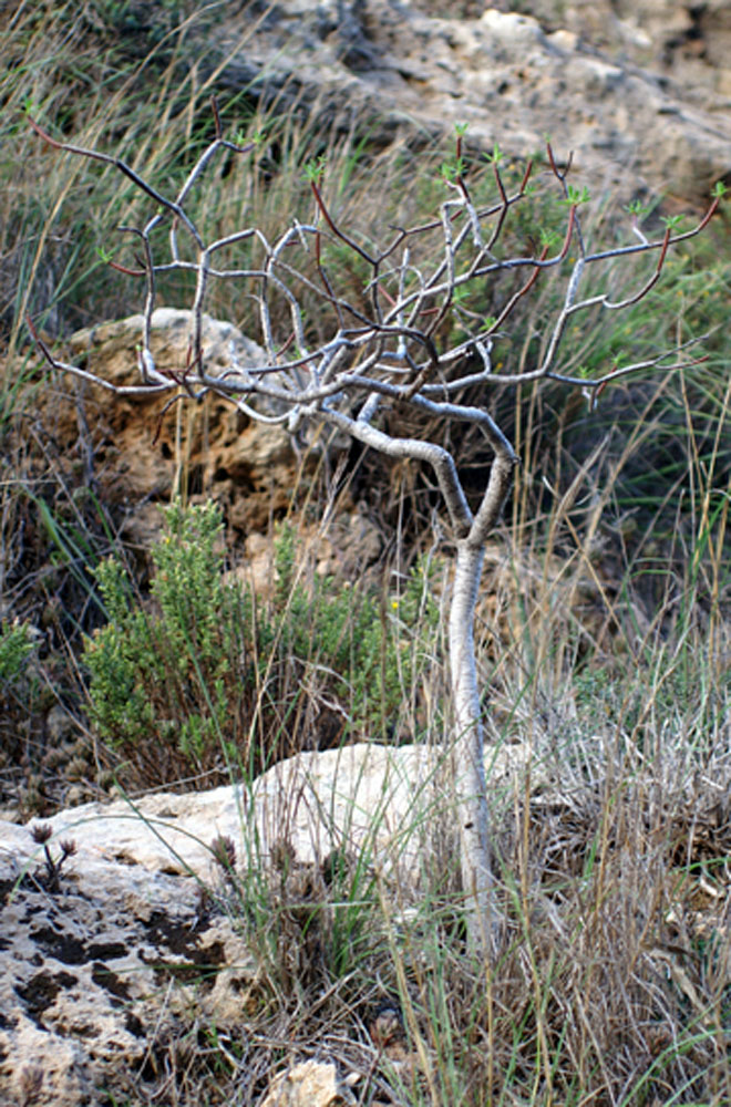 Euphorbia dendroides / Euforbia arborescente